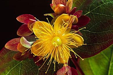 OpenAI视频生成模型Sora 2上线 大量热门角色视频出现